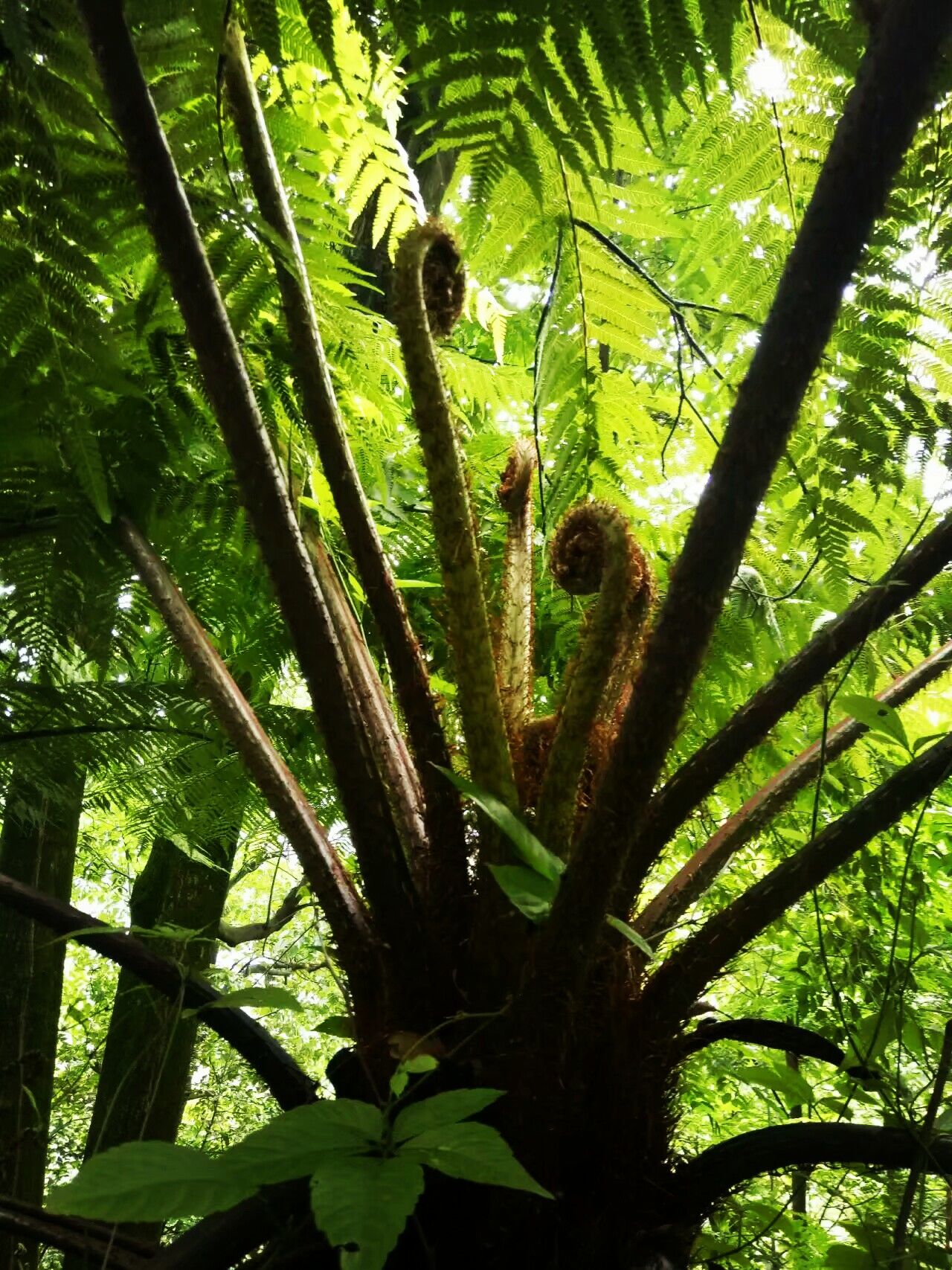 传闻中的活化石,唯一能考究恐龙时代的标志,称为植物中的大熊猫