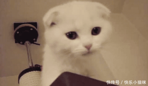 今天喵蠢簿捅匦敫蠹 上一堂 「猫叫研习课」