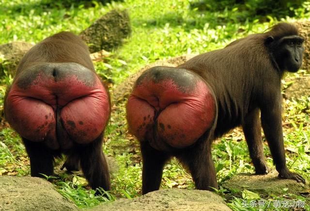 印尼珍稀猴子屁股又大又红,网友调侃:屁股大能生猴?