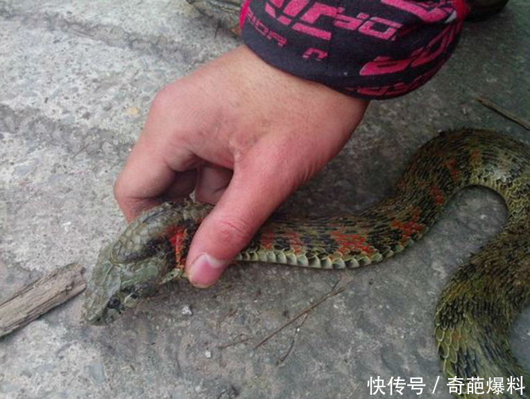 农村大哥在稻田逮到一条蛇,有人说是传说中的"鸡冠蛇"