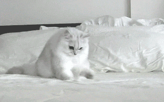 爆笑gif:兔子谁给你信任,敢这样睡觉