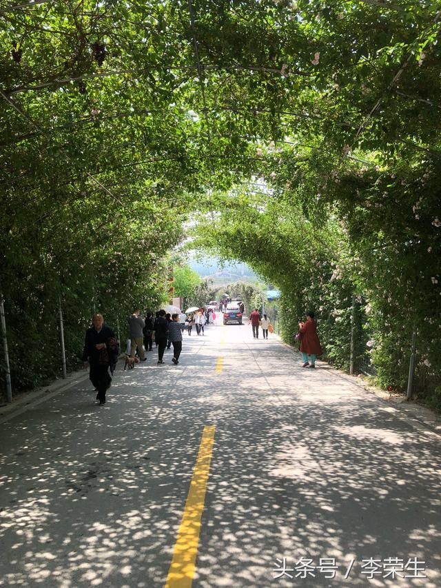 汉中花果山,一个鲜花绽放的地方