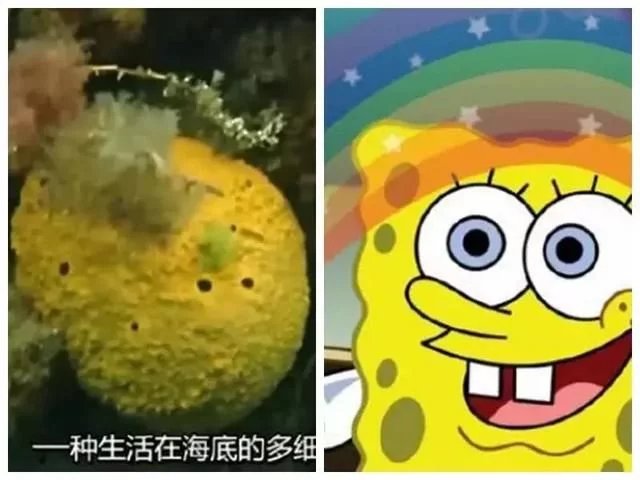 海绵宝宝:那些真实存在的海洋生物,最后一个99%的人没