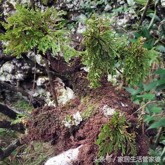 九死还魂草有多长命?可30年不沾一滴水,是家里移动的草药箱
