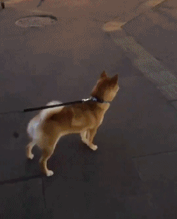 (9)确认过眼神,这不是对的狗