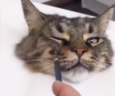 的身体,而猫咪的头就在空白的纸上面,就容易让人误认为是画出来的猫头