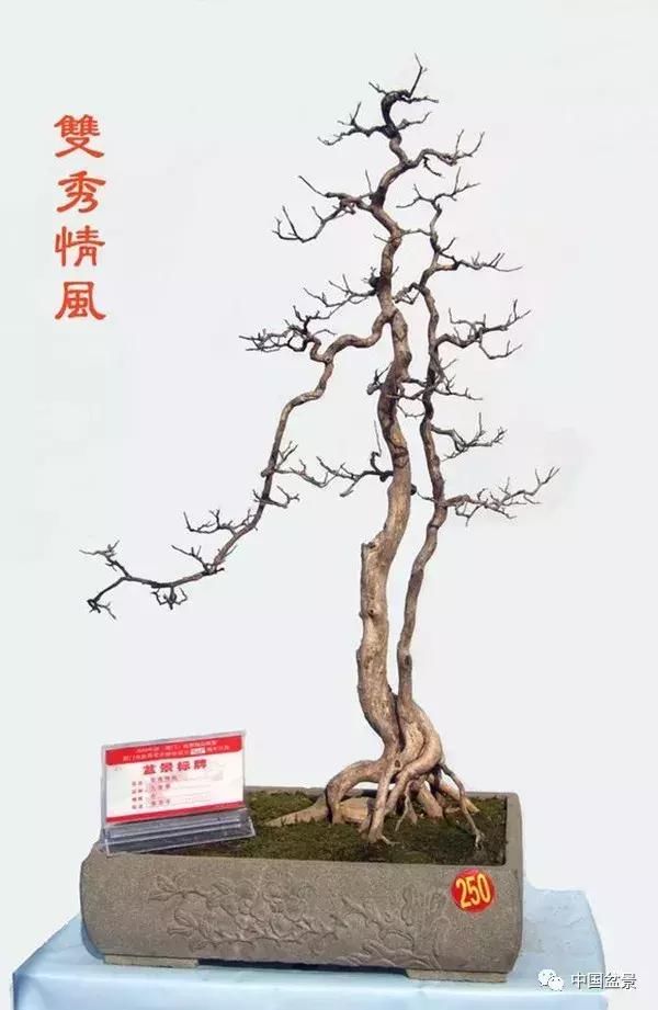 相依相伴,相互包容,不离不弃,一组一本双杆盆景精品欣赏