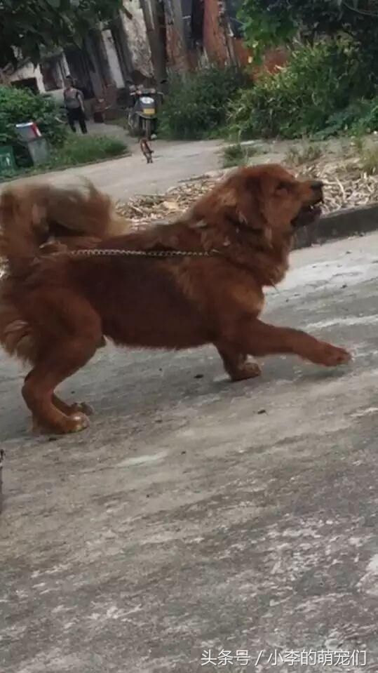 近一半的藏獒养殖场倒闭,大批的藏獒沦为了下酒菜,比之土狗都不如