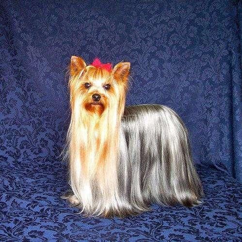 狗中贵族,世界十大名犬大盘点,第一名狗中扛把子
