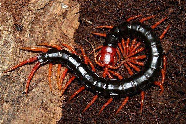 世界最可怕的十种蜈蚣, 体长近半米实在太吓人