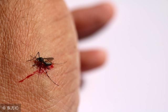 生物学教授教你3招,随便1招蚊子全死光