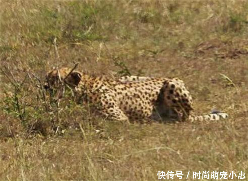 一只猎豹发现一只瞪羚的踪迹悄悄埋伏起来,现在猎豹捕猎都学会玩套路