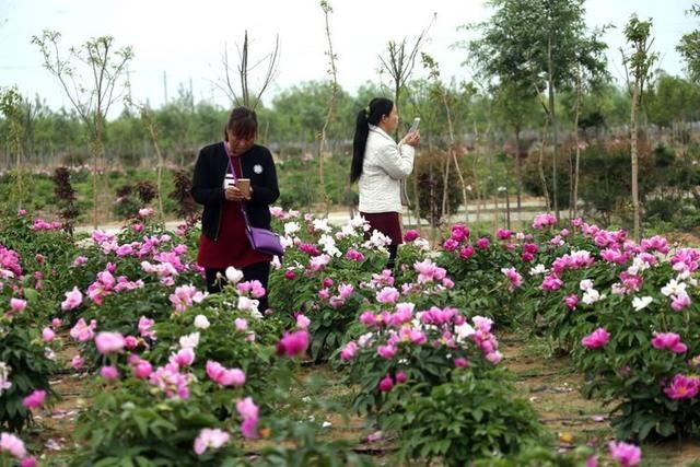 五一休闲旅游好去处——大荔沙苑牡丹园谢幕,芍药登场