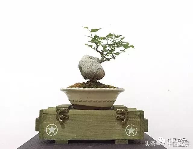 林荣宣朴树盆景新作请您题名