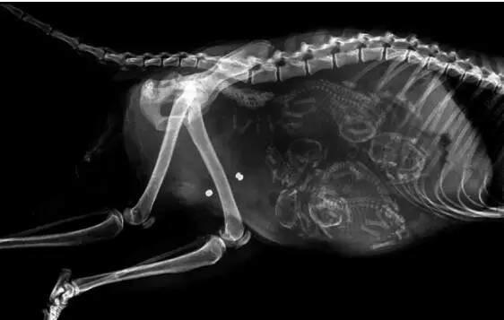 怀孕的动物在x光片下是这样的 真神奇!