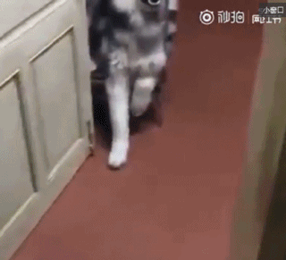 搞笑gif图:初中的杠杆原理新案例,女体重45kg,求男性体重?