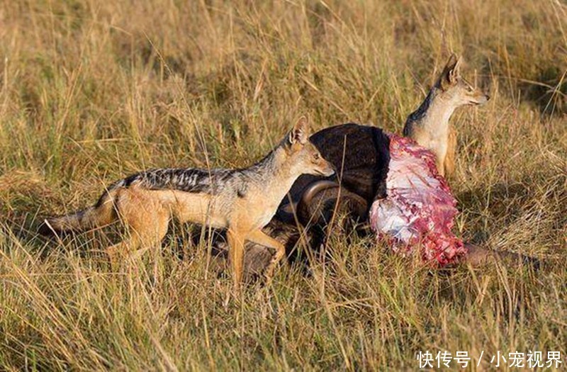 胡狼发现一块大肉,高兴地边吃边叫,没成想下秒就乐极生悲了