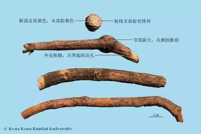 每天最少学一味中药-木通!