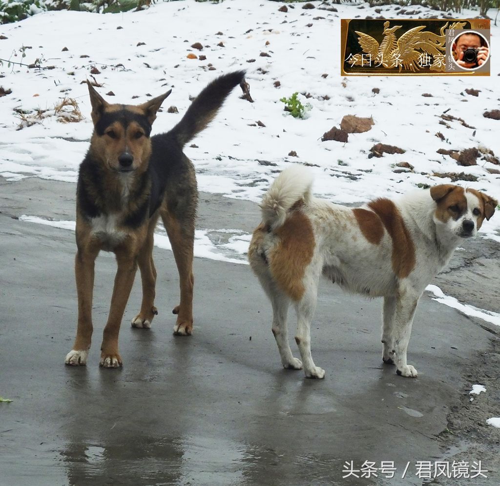 湖北宜昌:农家土狗萌乖乖,面对摄影师镜头,大摆poss!