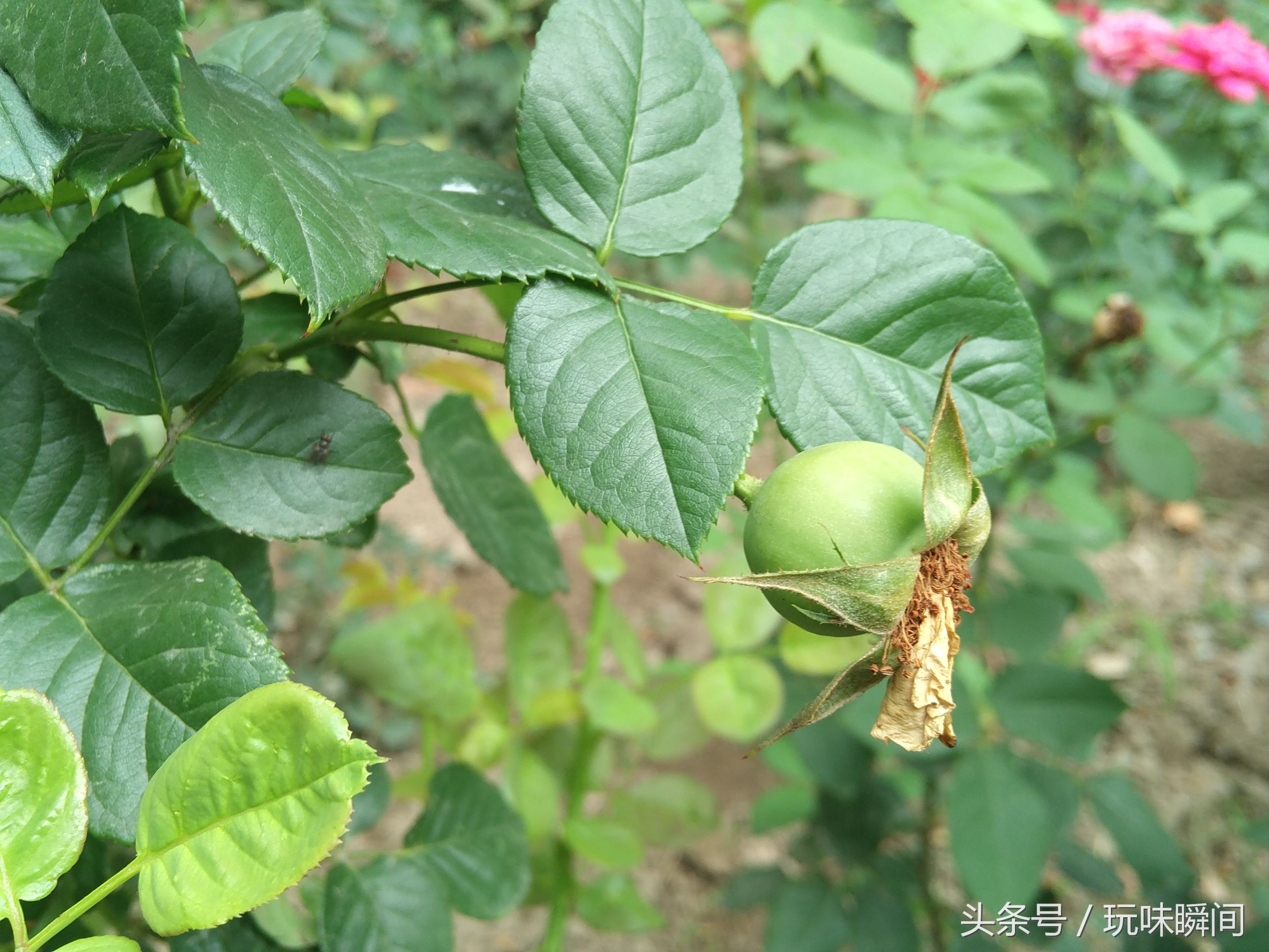 小区里的花花草草:马唐,牛筋草,南瓜,苋菜,山莴苣,高