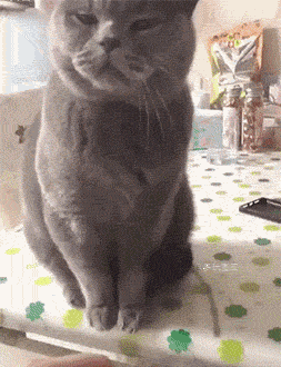 全球搞笑gif:以为跳崖我就会放过你了?到嘴的肥肉死也