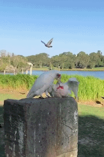 ▼ 10.这一场骂架下来脑瓜子都嗡嗡的