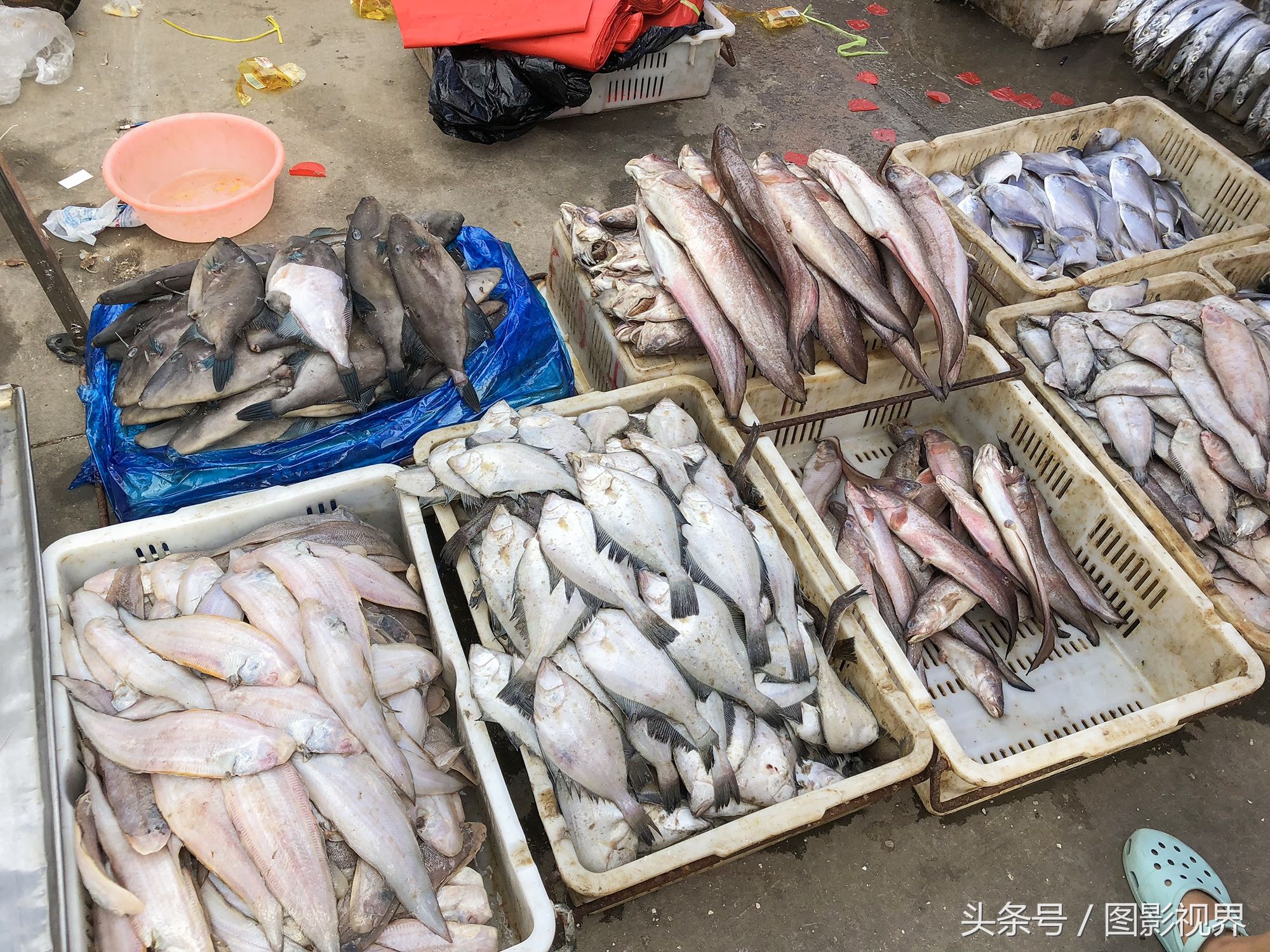 期货源海鲜家常也营养厉虾一斤25元市场鱼一不断及食谱大全做法老板图片