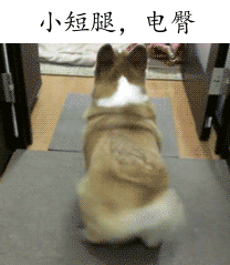 柯基的日常抖臀舞