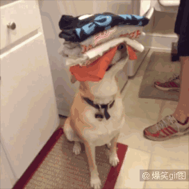 是关于汪星人的 论狗子的正确用法 大家感受一下 铲屎的太累了 基基