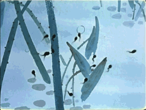 水墨动画《小蝌蚪找妈妈》片段(图片来源于网络)