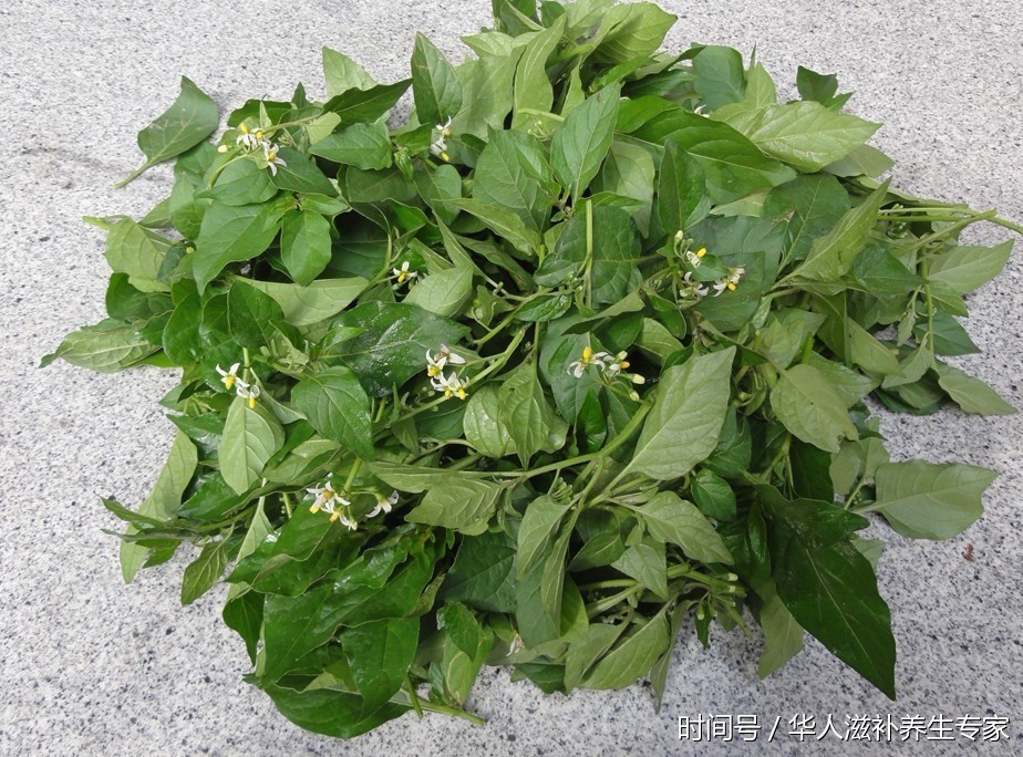 注:白花菜虽好吃,但是略带点毒性,一次性食用太多,或者少量多次食用