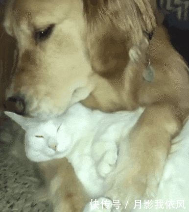 搞笑gif图片笑话:你的好处是长得丑,我分起手来可以毫