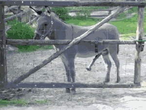 驴子身材小 腿也短 但是人家的丁丁拿出来能吓死人 驴子的庞然大物 ▼