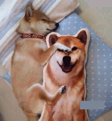 1,说多了都是泪,这就是单身狗的日常