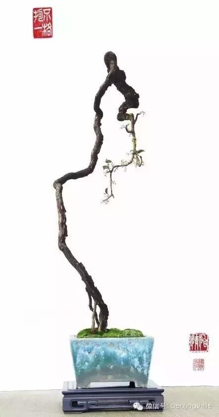 韩学年作品《曲者寡》(两面针,树高80cm)