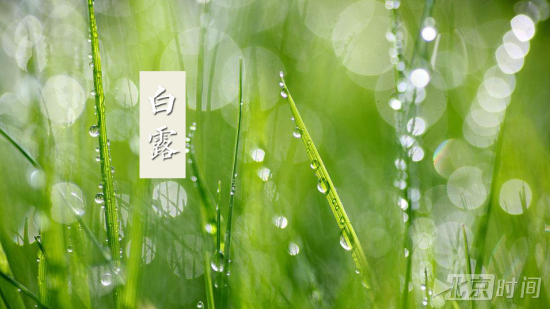 二十四节气之白露:蒹葭苍苍,白露为霜