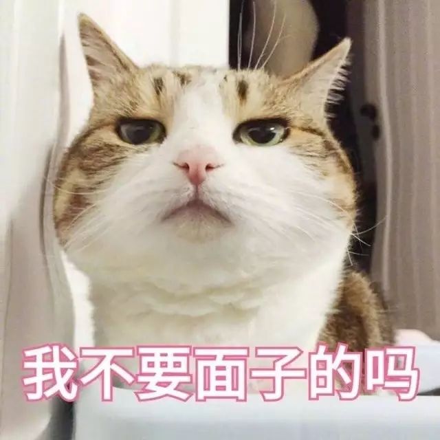 无水印表情包 小小的眼睛充满大大的不满