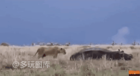 搞笑gif:这个动作都能做到,但绝对做不到像他那么灵活