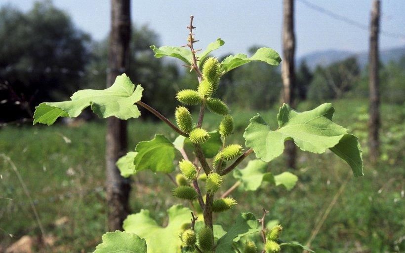 农村沟边常见的野生植物苍耳子,药用功效多到你想不到
