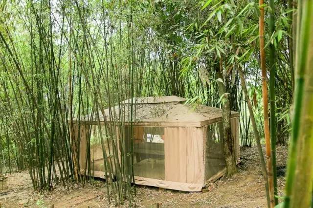 来源:一条(微信号:yitiaotv) 本文已获得授权 1万块改造的竹林小院 请