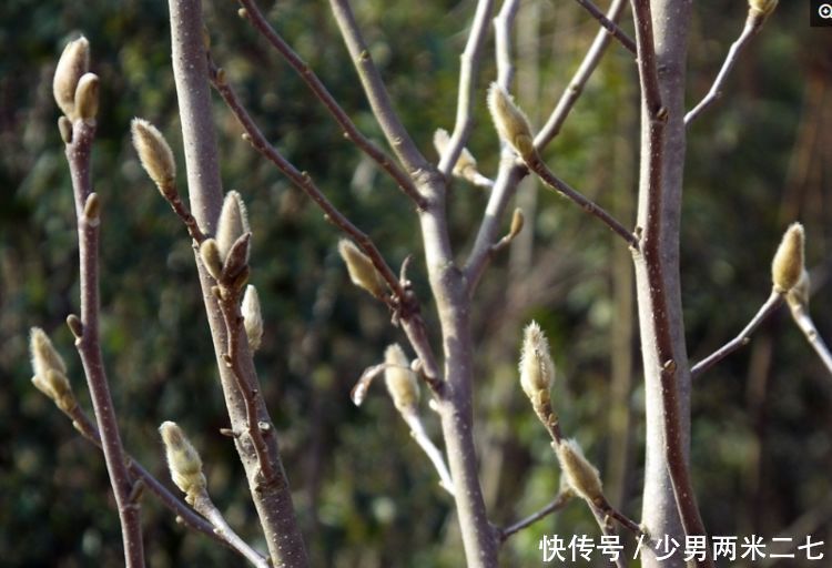 辛夷花:治疗鼻炎常用中药