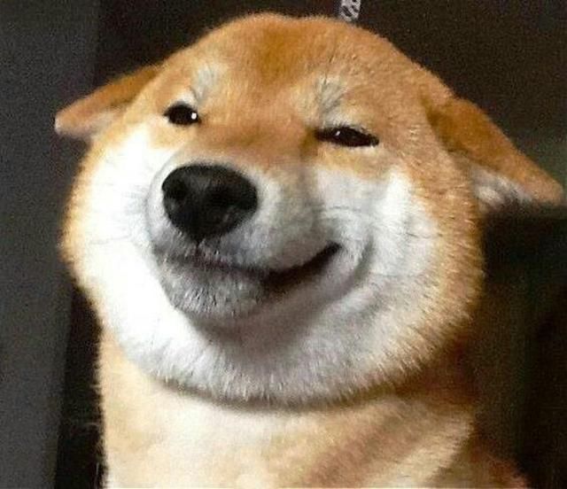 网红表情包柴犬到底是什么样的一条狗?