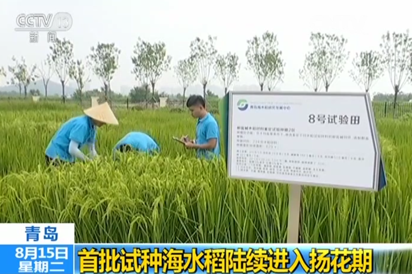 最快下个月海水稻就能收了!首批试种海水稻陆续进入扬花期