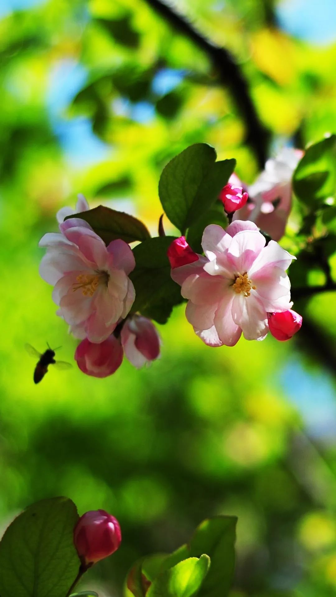 保定美中春景||花开锦绣季,春意盎然时