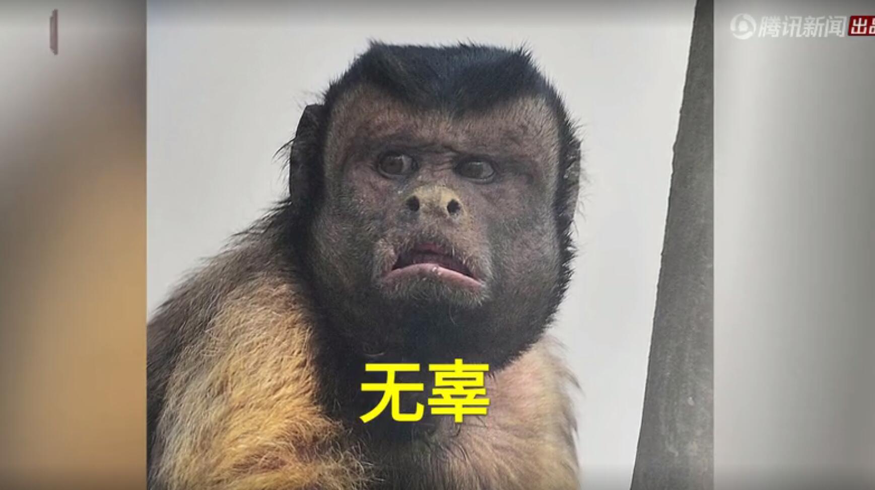 国字脸"的黑帽悬猴2018年3月,天津动物园一只猴子由于自带表情包效果