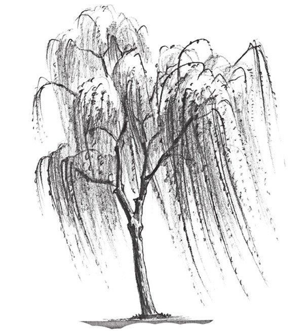 观察垂柳的大体外形,画出柳树的大轮廓.分享素描垂柳的绘画技法.