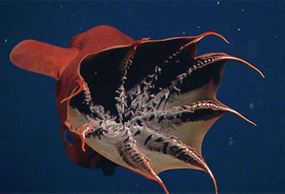 一种世界上最恐怖的章鱼,又叫""吸血鬼章鱼"",极其凶猛