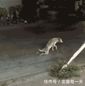 搞笑gif,狗狗搞笑篇,大家狗年行大运,新年快乐!