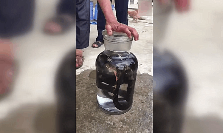 梦到蛇和老鼠,隐秘与危险的预兆交织 梦到蛇和老鼠,隐秘与危险的预兆交织