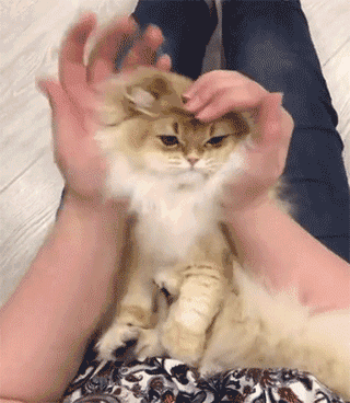 一只可爱的小猫咪, 被主人撸成小狮子, 简直